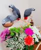 Hand Tame African Grey Parrots For Sale
