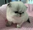 Himalayan Persian Cats For Sale