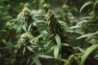 Holistic Re-Leaf: New Jersey's Premier Destination for Quality Cannabis