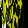 Japanese Knotweed Identification Ltd