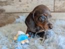 Miniature Dachshund Puppies For Sale