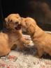 Purebred Golden retriever puppies