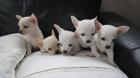 Quality Chihuahua Puppies For Sale