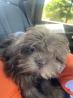 Shih Tzu Puppies For Sale