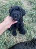 Standard Poodle Puppies For Sale