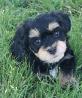 YorkiePoo Puppies For Sale