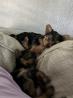 Yorkshire Terrier Puppies For Sale