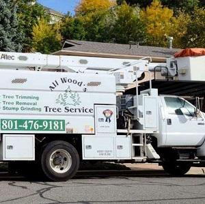 All Wood's Tree Service