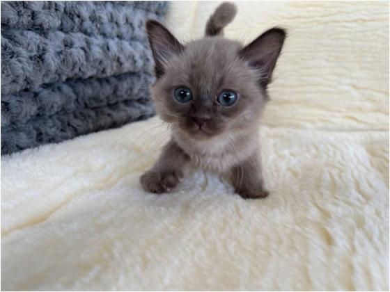 Blue Burmese Kittens for Sale