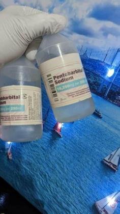BUY NEMBUTAL ONLINE ,BUY PENTOBARBITAL SODIUM, BUY INJECTABLE NEMBUTAL,BUY NEMBUTAL ONLINE