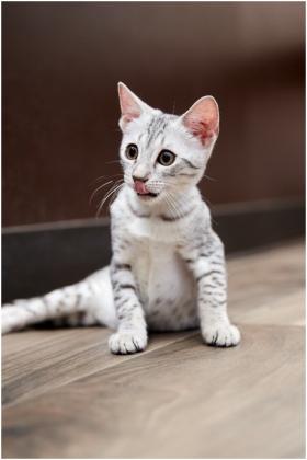 Egyptian Mau Cats for Sale