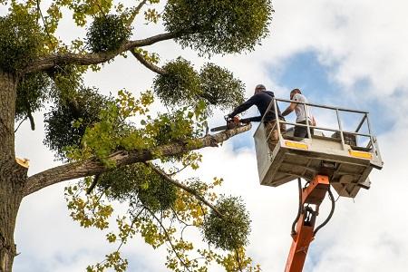 Livonia Tree Services