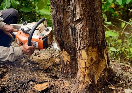 Livonia Tree Services
