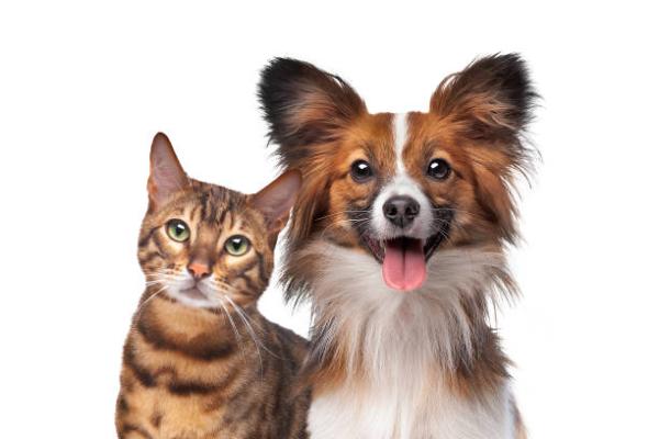 Luxurious Pet Salon Experience in Abu Dhabi.