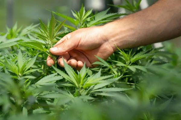 Off The Charts - Dispensary in Palm Springs