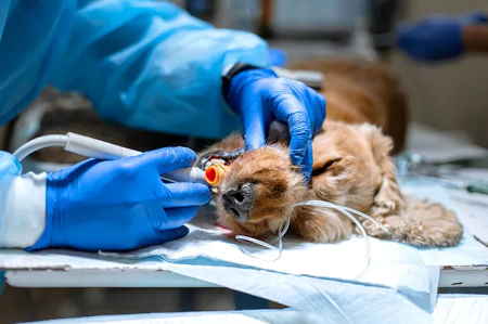 Port St. Lucie Mobile Vet
