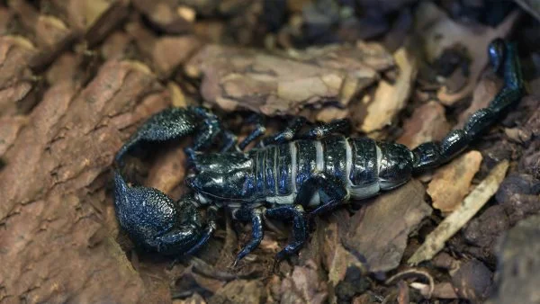 Scorpion Venom for Sale – Premium Quality from Redmercurywholesale