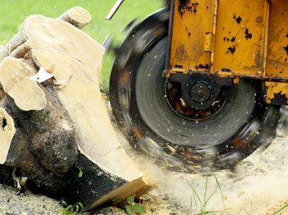Tree trimming services near me | Tree Crew - Tree Experts
