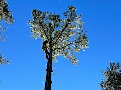 Tree trimming services near me | Tree Crew - Tree Experts