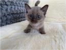 Blue Burmese Kittens for Sale