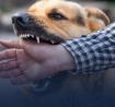 Dog Bite Lawyer Palm Springs