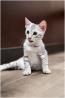 Egyptian Mau Cats for Sale