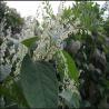 Japanese Knotweed Specialist LTD