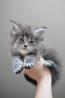 Maine coon cats for sale