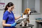 Port St. Lucie Mobile Vet