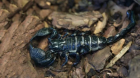 Scorpion Venom for Sale – Premium Quality from Redmercurywholesale