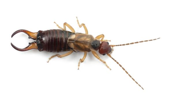 All Solutions Pest Control