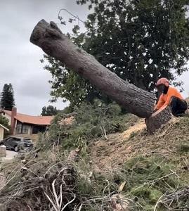 Arce's Santee Tree Service