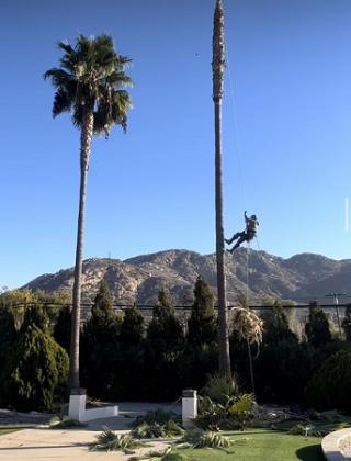 Arce's Santee Tree Service