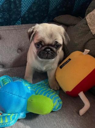 Beautiful Pug Puppies for rehoming.