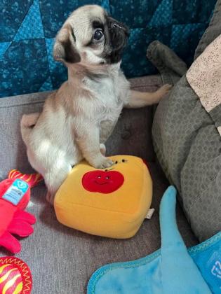 Beautiful Pug Puppies for rehoming.