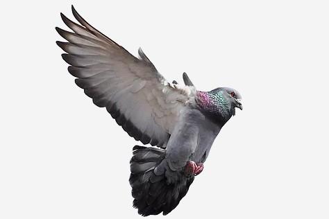 Bird Abatement Richmond