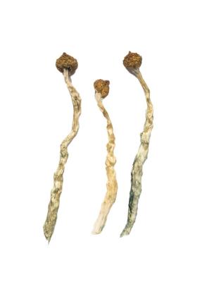 buy albino louisiana magic mushrooms online