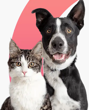 Compassionate & Trusted Veterinarian in Burlington, ON