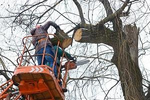 Culver City Tree Service