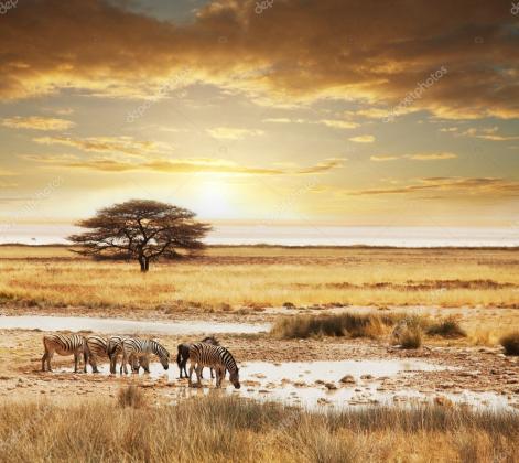 Discover the Ultimate Uganda Gorilla Trekking Safari