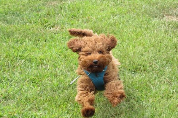 Dog Training Charlotte Nc