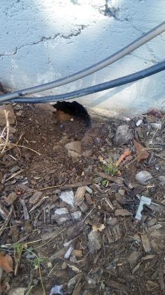 Done Right Rodent Proofing Novato