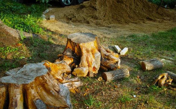 Dothan Tree Services