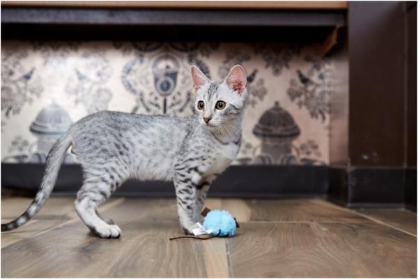 Egyptian Mau Kittens for Sale
