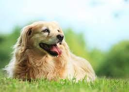 Experienced Veterinarian Near Middletown, DE