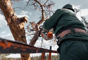 Monterey Park Tree Service