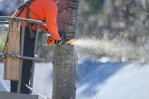 Monterey Park Tree Service