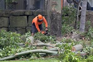 New Brunswick Tree Service
