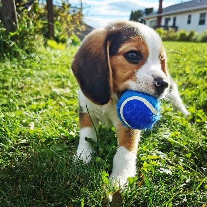Pockets Male & Female Beagle Puppies For Sale