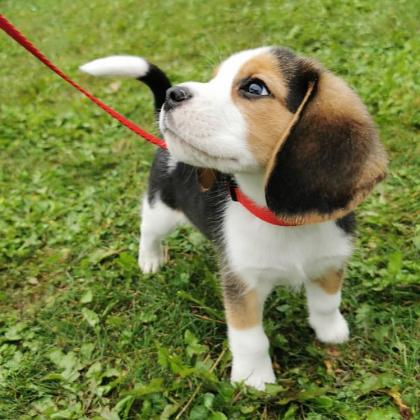 Pockets Male & Female Beagle Puppies For Sale